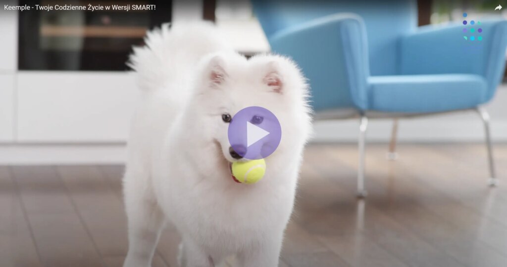 Obrazek przedstawia puszystego białego psa, prawdopodobnie rasy Samoyed, trzymającego w pysku żółtą piłkę tenisową. Pies stoi w pomieszczeniu na drewnianej podłodze, a w tle znajduje się niebieski fotel. Całość ma jasny i nowoczesny charakter, z naciskiem na psa. U góry widoczny jest tekst:</div><div class=